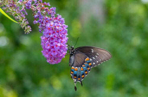 Wanneer vlinderstruik snoeien? De beste tips voor een prachtige bloei!